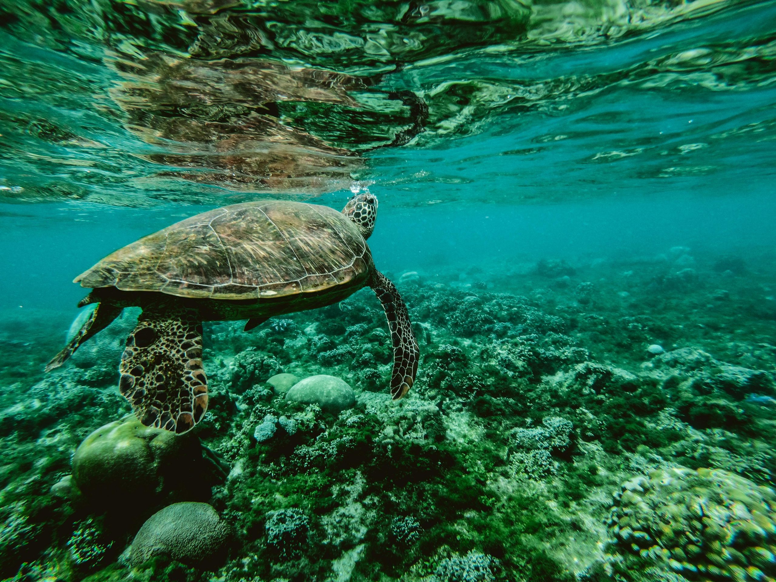 Green sea turtle gliding over a shallow reef